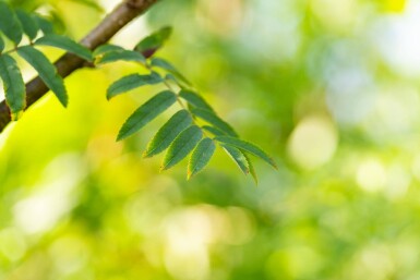 Sorbus aucuparia var. edulis hoogstam 10/12