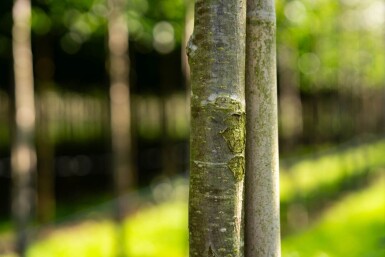 Sorbus aucuparia 'Fastigiata' hoogstam 10/12