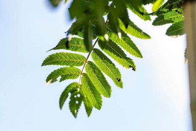 Sorbus aucuparia 'Fastigiata' hoogstam 10/12