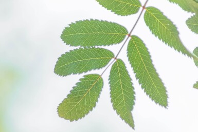 Sorbus aucuparia 'Fastigiata' hoogstam 10/12