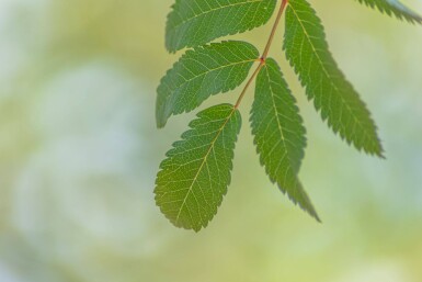 Sorbus aucuparia 'Fastigiata' hoogstam 10/12