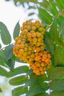 Sorbus aucuparia 'Fastigiata' hoogstam 10/12
