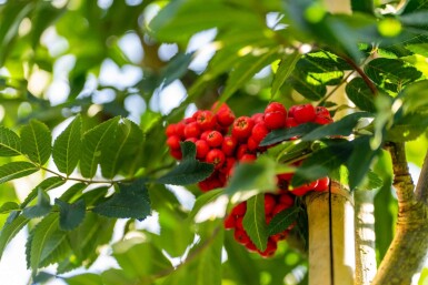 Sorbus aucuparia 'Fastigiata' hoogstam 10/12