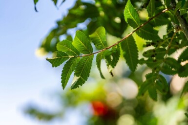 Sorbus aucuparia 'Fastigiata' hoogstam 10/12