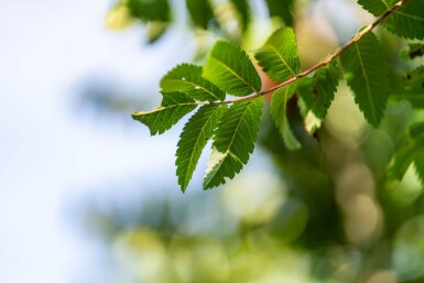 Sorbus aucuparia 'Fastigiata' hoogstam 10/12