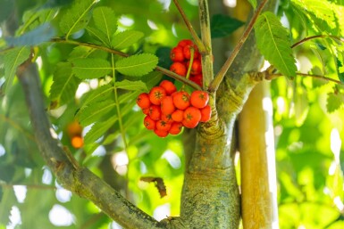 Sorbus aucuparia 'Fastigiata' hoogstam 10/12