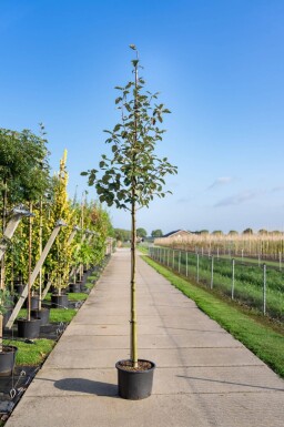 Sorbus intermedia hoogstam 10/12