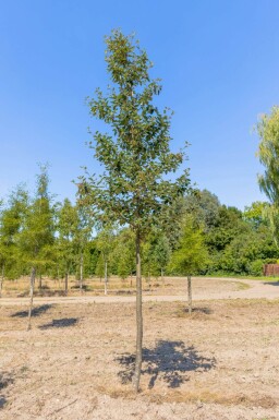 Sorbus intermedia hoogstam 10/12