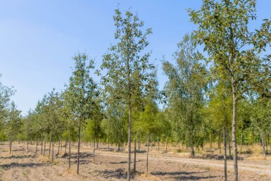 Sorbus intermedia hoogstam 10/12