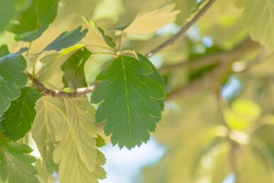 Sorbus intermedia hoogstam 10/12