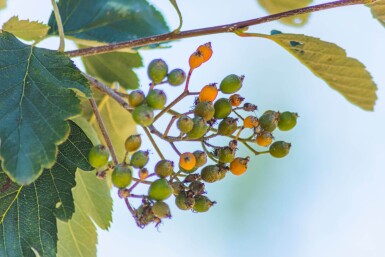 Sorbus intermedia hoogstam 10/12