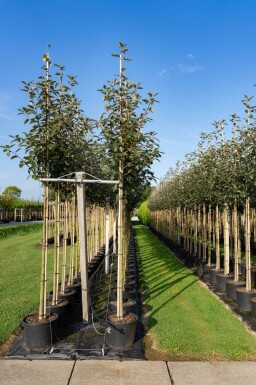 Sorbus intermedia hoogstam 10/12