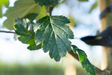Sorbus intermedia hoogstam 10/12