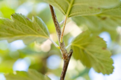 Sorbus intermedia hoogstam 10/12