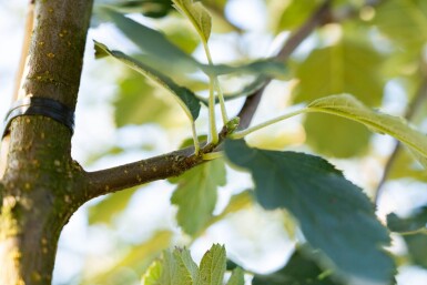 Sorbus intermedia hoogstam 10/12