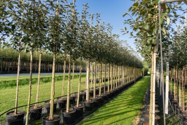 Sorbus intermedia hoogstam 10/12