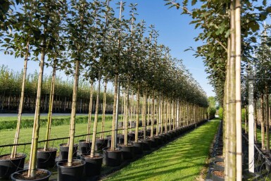 Sorbus intermedia hoogstam 10/12