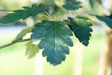 Sorbus intermedia hoogstam 10/12