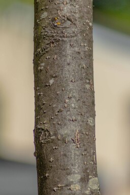 Sorbus intermedia meerstammig