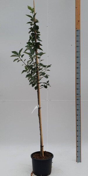 Sorbus intermedia 'Brouwers' hoogstam 12/14