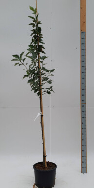 Sorbus intermedia 'Brouwers' hoogstam 12/14