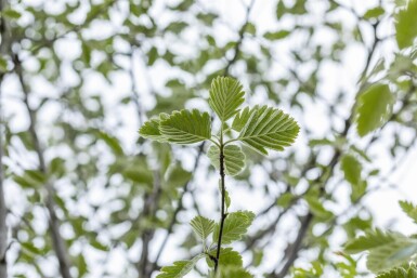Sorbus intermedia 'Brouwers' hoogstam 12/14