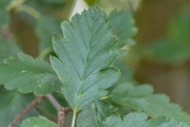 Sorbus intermedia 'Brouwers' hoogstam 12/14