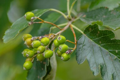 Sorbus intermedia 'Brouwers' hoogstam 12/14