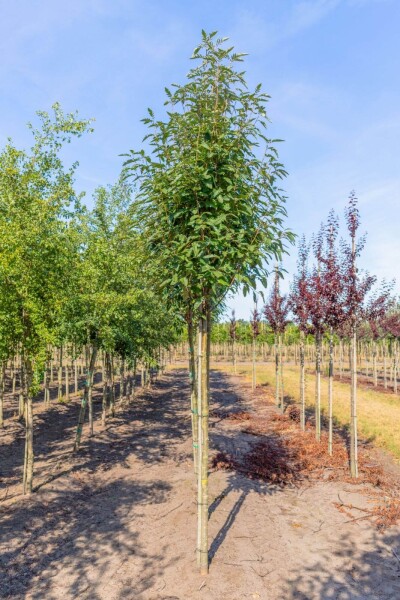 Sorbus x thuringiaca 'Fastigiata' hoogstam