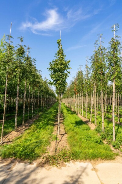 Sorbus torminalis hoogstam 6/8