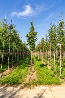 Sorbus torminalis hoogstam 6/8