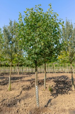 Sorbus torminalis hoogstam 6/8