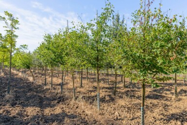 Sorbus torminalis hoogstam 6/8