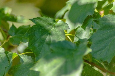 Sorbus torminalis hoogstam 6/8