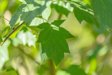Sorbus torminalis hoogstam 6/8