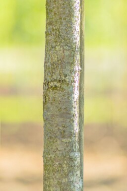 Sorbus torminalis hoogstam 6/8