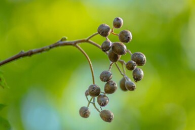 Sorbus torminalis hoogstam 6/8