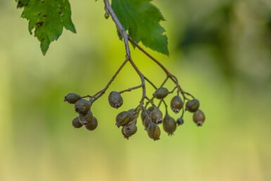 Sorbus torminalis hoogstam 6/8