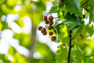 Sorbus torminalis hoogstam 6/8