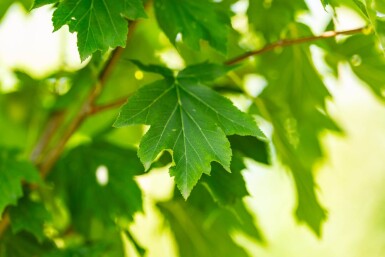 Sorbus torminalis hoogstam 6/8