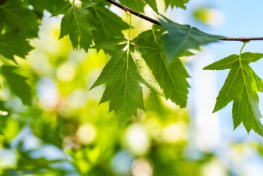 Sorbus torminalis hoogstam 6/8