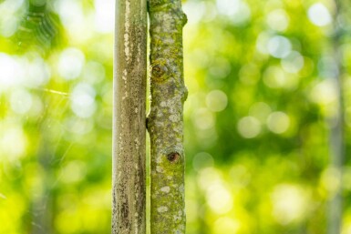 Sorbus torminalis hoogstam 6/8