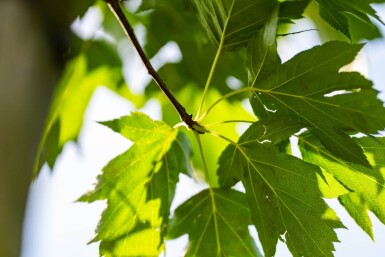 Sorbus torminalis hoogstam 6/8