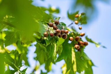 Sorbus torminalis hoogstam 6/8