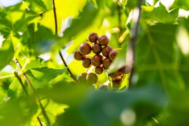 Sorbus torminalis hoogstam 6/8