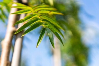 Sorbus 'Dodong' hoogstam