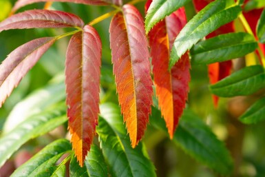 Sorbus 'Dodong' meerstammig
