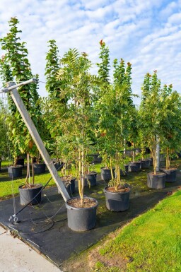 Sorbus 'Dodong' meerstammig 150-175
