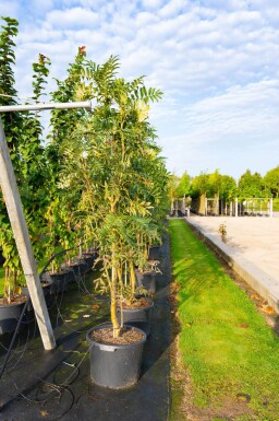 Sorbus 'Dodong' meerstammig 150-175