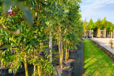 Sorbus 'Dodong' meerstammig 150-175